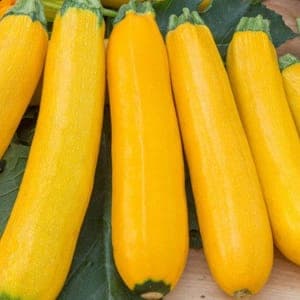 courgette jaune