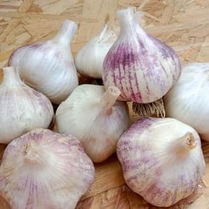 Ail - Têtes d'Ail vrac