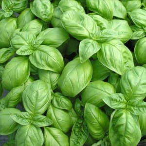 Sachet de basilic frais