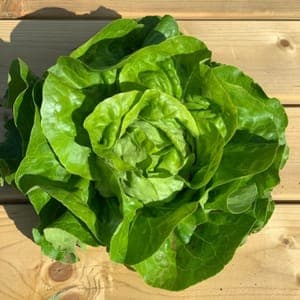 Salade - Laitue pommée verte