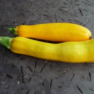 Courgette Jaune