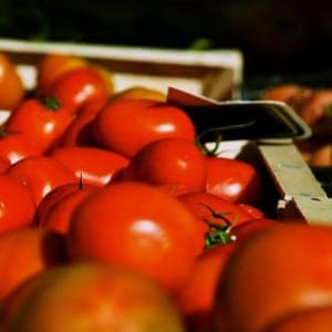Tomate pour sauce 5kg