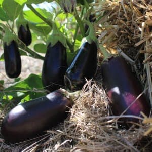 Aubergine BIO