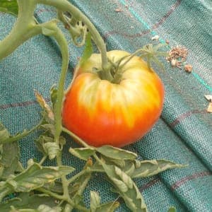 Tomates ancienne