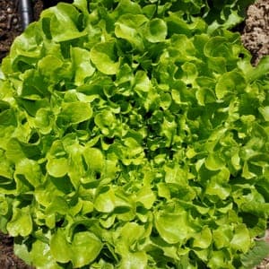 Salade feuille de chêne blond