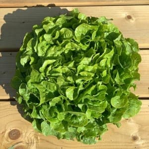 Salade - Feuille de chêne verte