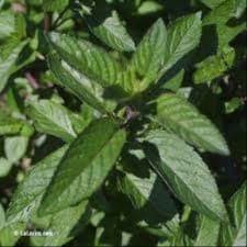 Menthe glaciale