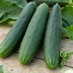 Concombre long