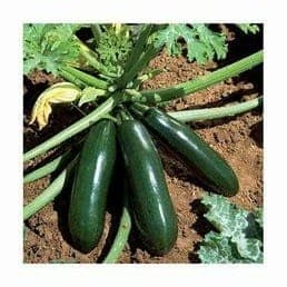 Courgettes