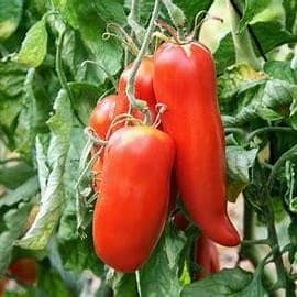 Tomates Cornues des Andes