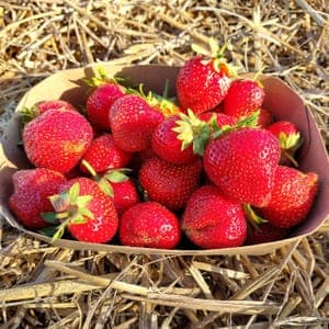 Fraise - Barquette de 500 g