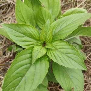 BASILIC CANNELLE
