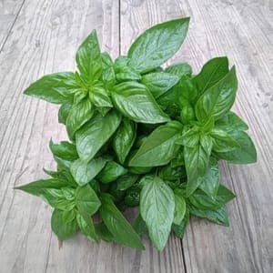 bouquet basilic