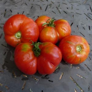 Tomate Reine des Hâtives