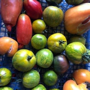 tomates en mélange