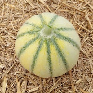 Melon - Moyen calibre