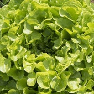 Salade Feuille de chêne verte
