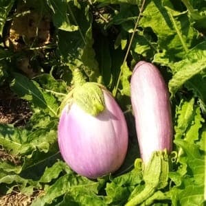 aubergine