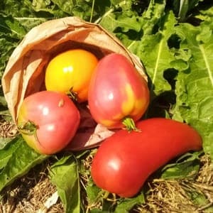tomate
