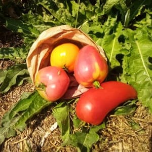 tomate