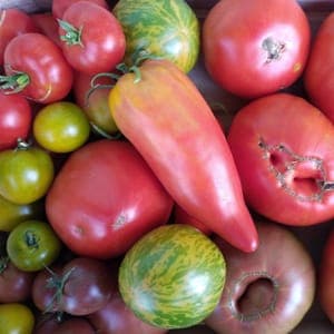 Tomates