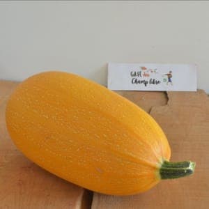 courge spaghetti