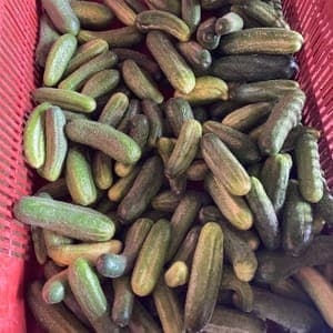 Cornichons " moyen"