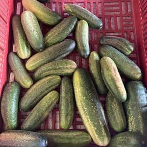 Cornichons "Gros" façon concombre
