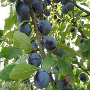 Prune Datil