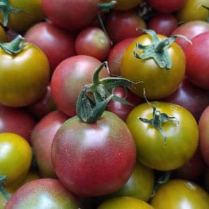 Tomates coktail
