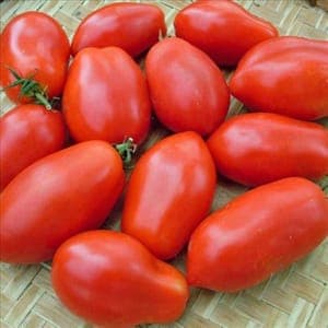 Tomate allongé 'Plein champ'
