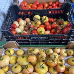 Tomates bio diverses