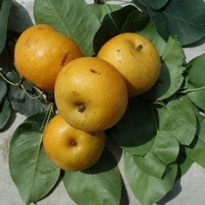 NASHI KOSUI BIO