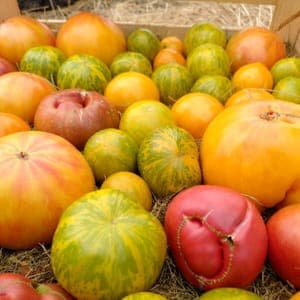 tomates anciennes