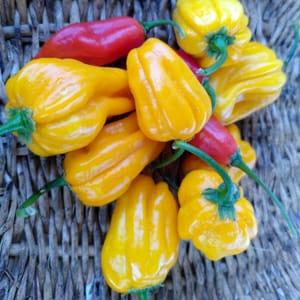 piment antilliais "habanero"
