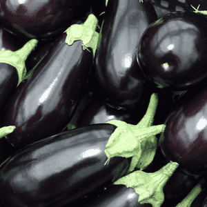 Aubergine