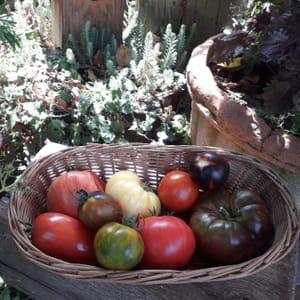 tomates anciennes
