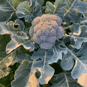 Brocoli