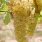 Raisin blanc