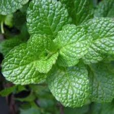 01 - Aromatiques