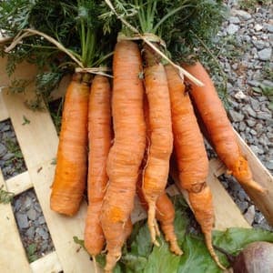 Carottes botte