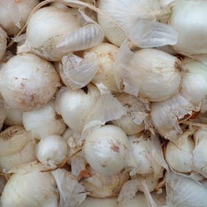 Oignons blanc