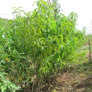 Pêcher de vigne blanche