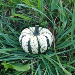 Courge Patidou