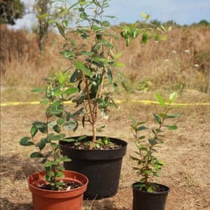 Feijoa Sellowania