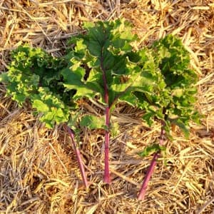 Chou kale