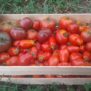 Plateau de tomates à coulis