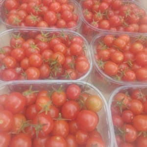 Tomates cerises