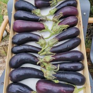 Aubergine