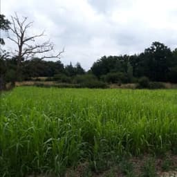 Légumes de la Cantinière #7